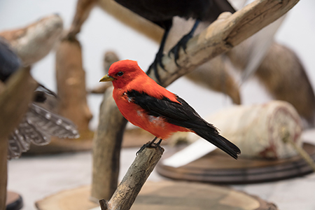 RISD CE course: The Artful Bird: Ornithological Illustration